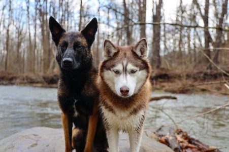 Husky Crois Berger Allemand